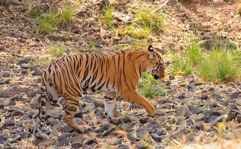 Tiger, Tadoba