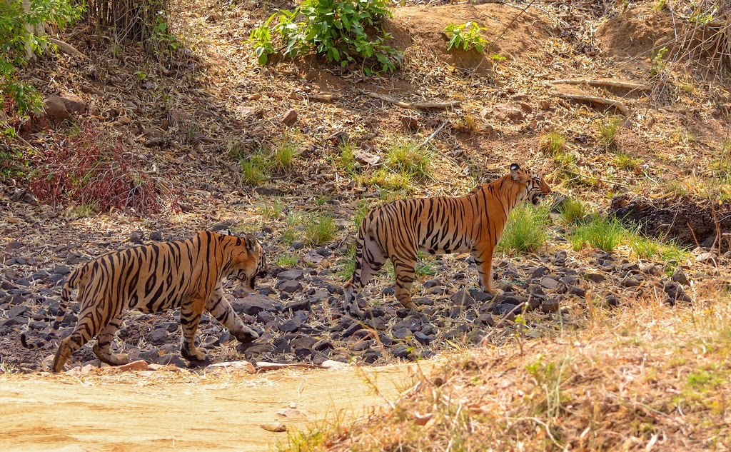 Tiger, Tadoba