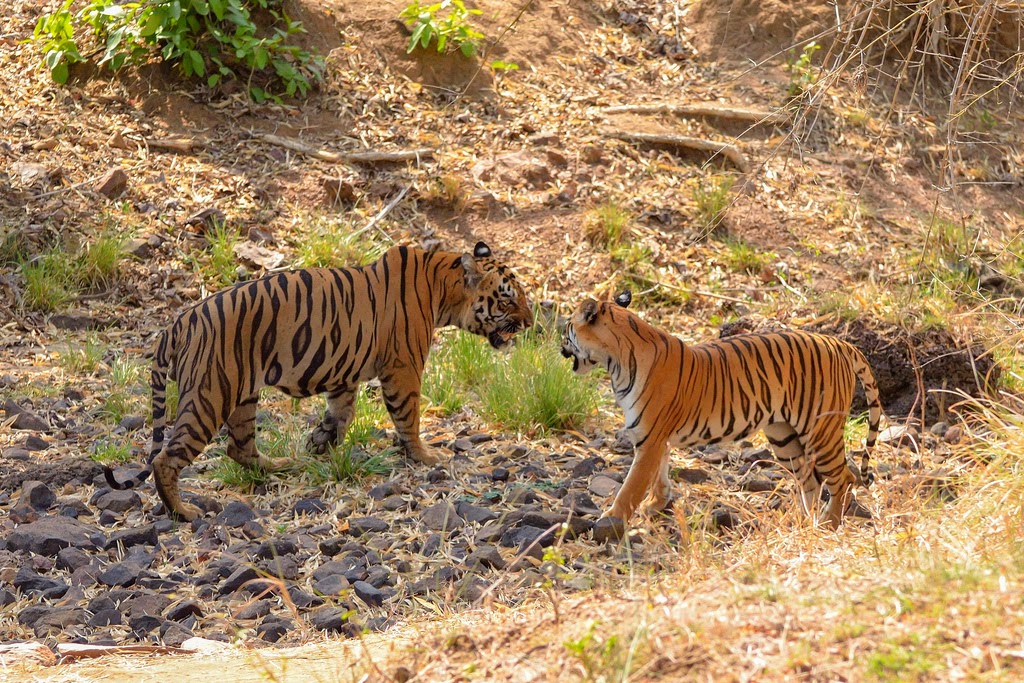 Tiger, Tadoba