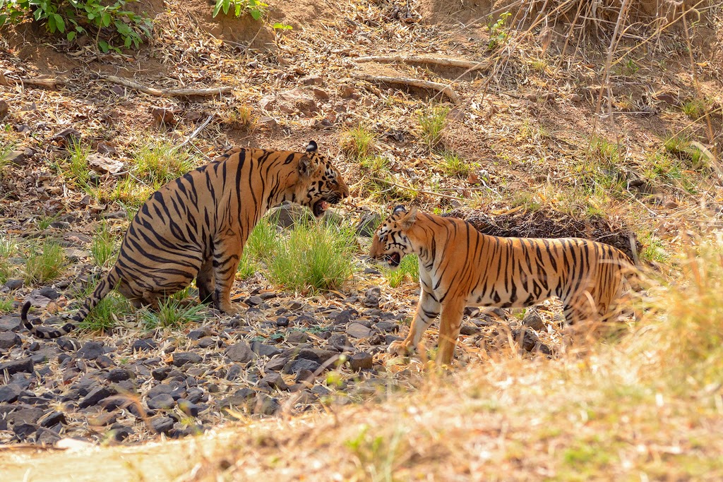 Tiger, Tadoba