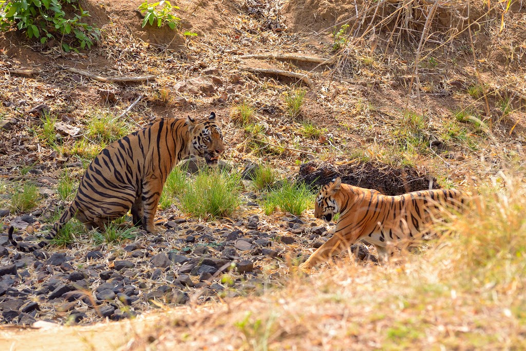 Tiger, Tadoba