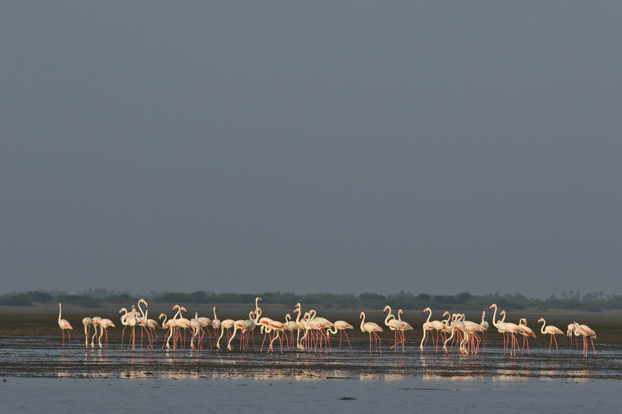 Flamingo, Pulicat Lake, Andhra Pradesh and Tamilnadu border