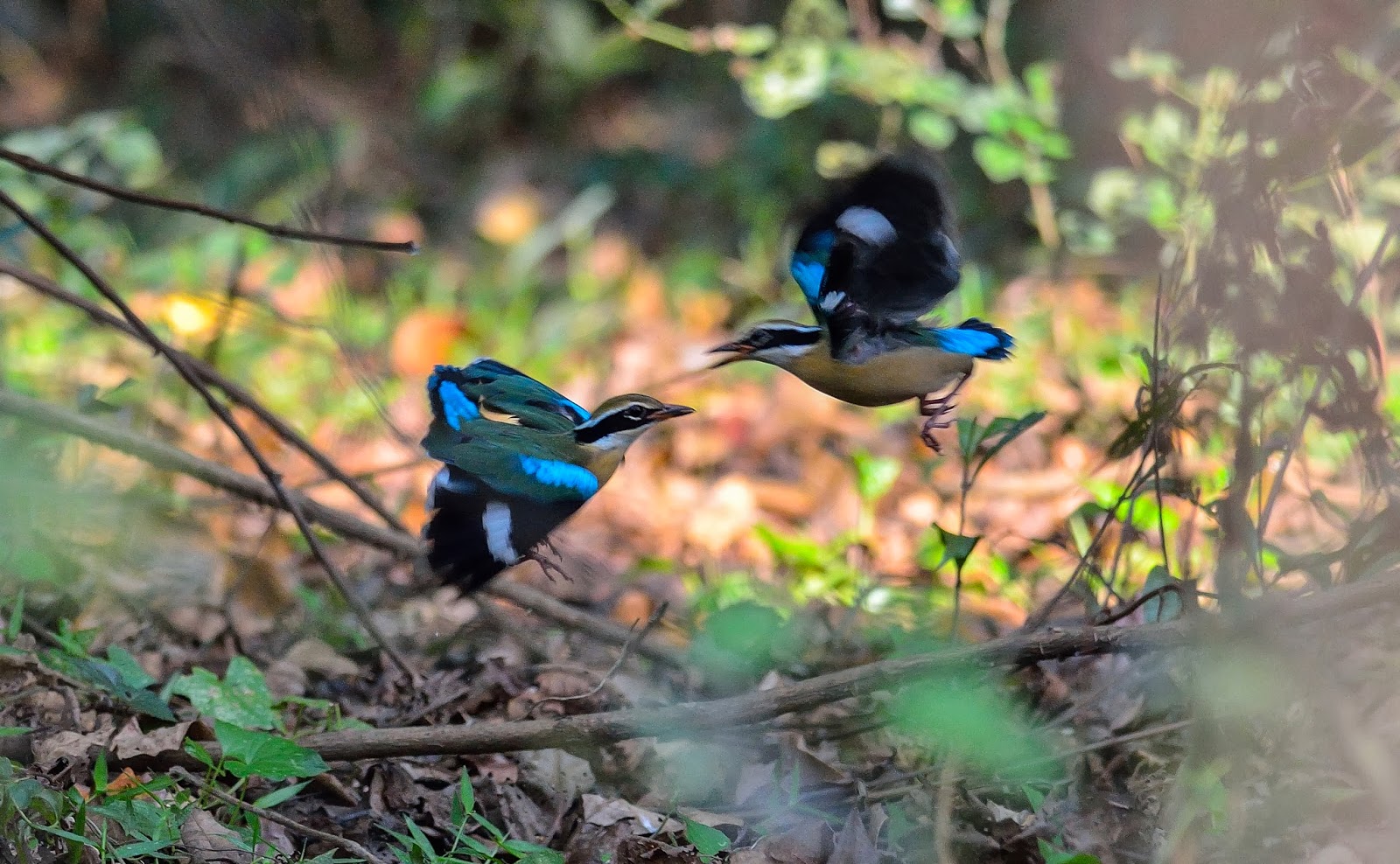 Birds of Guatemala Community Involvement in Conservation