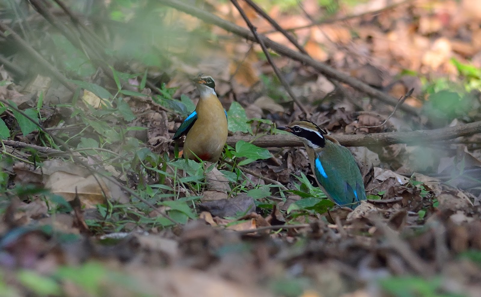 Indian Pitta, Tattekad-Salim Ali Bird Sanctuary, Cochin, Kerala