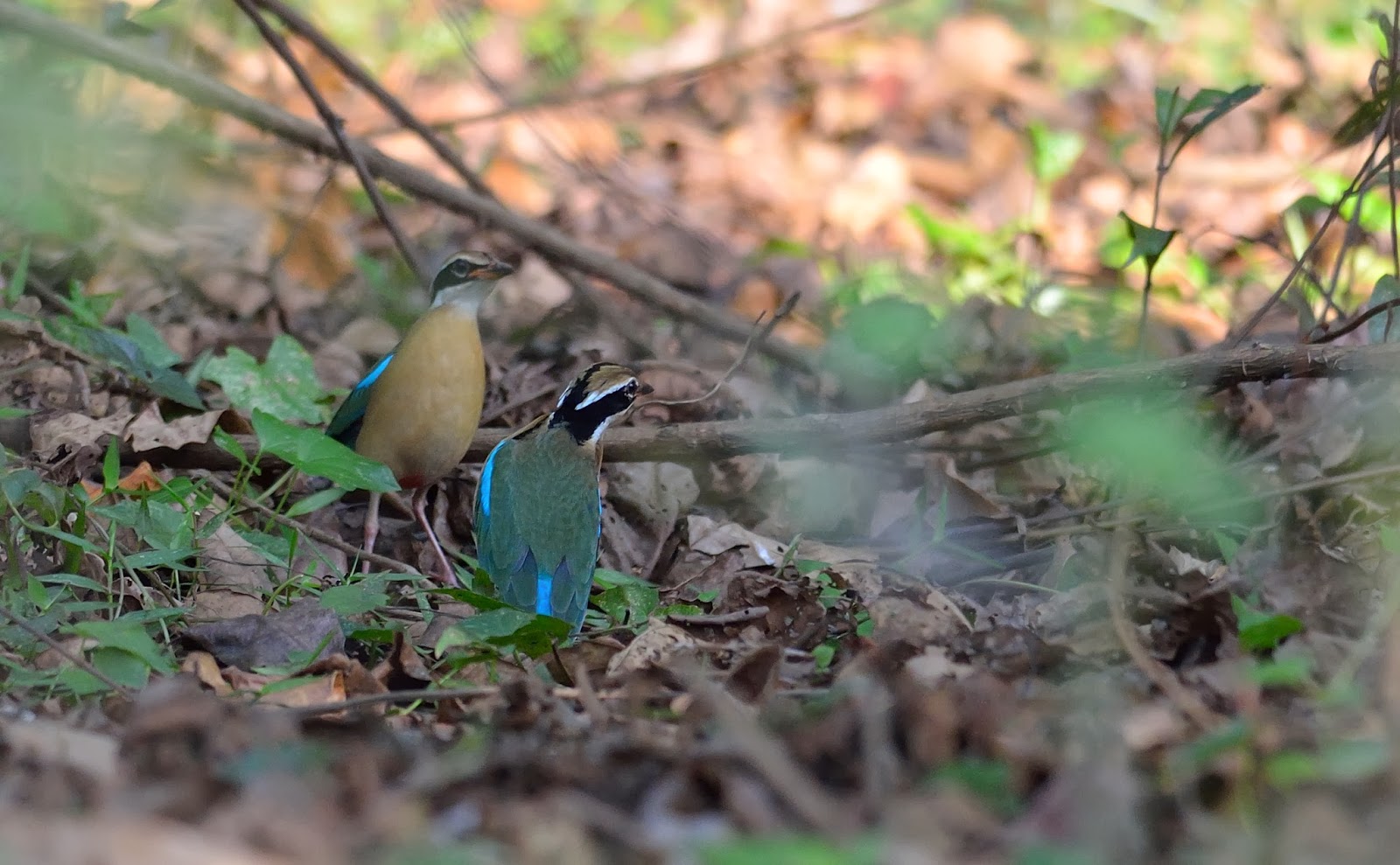 Indian Pitta, Tattekad-Salim Ali Bird Sanctuary, Cochin, Kerala