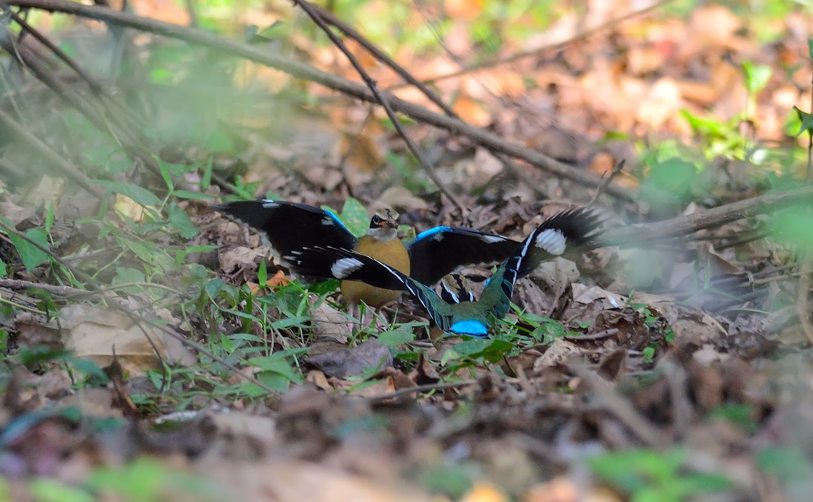 Indian Pitta, Tattekad-Salim Ali Bird Sanctuary, Cochin, Kerala