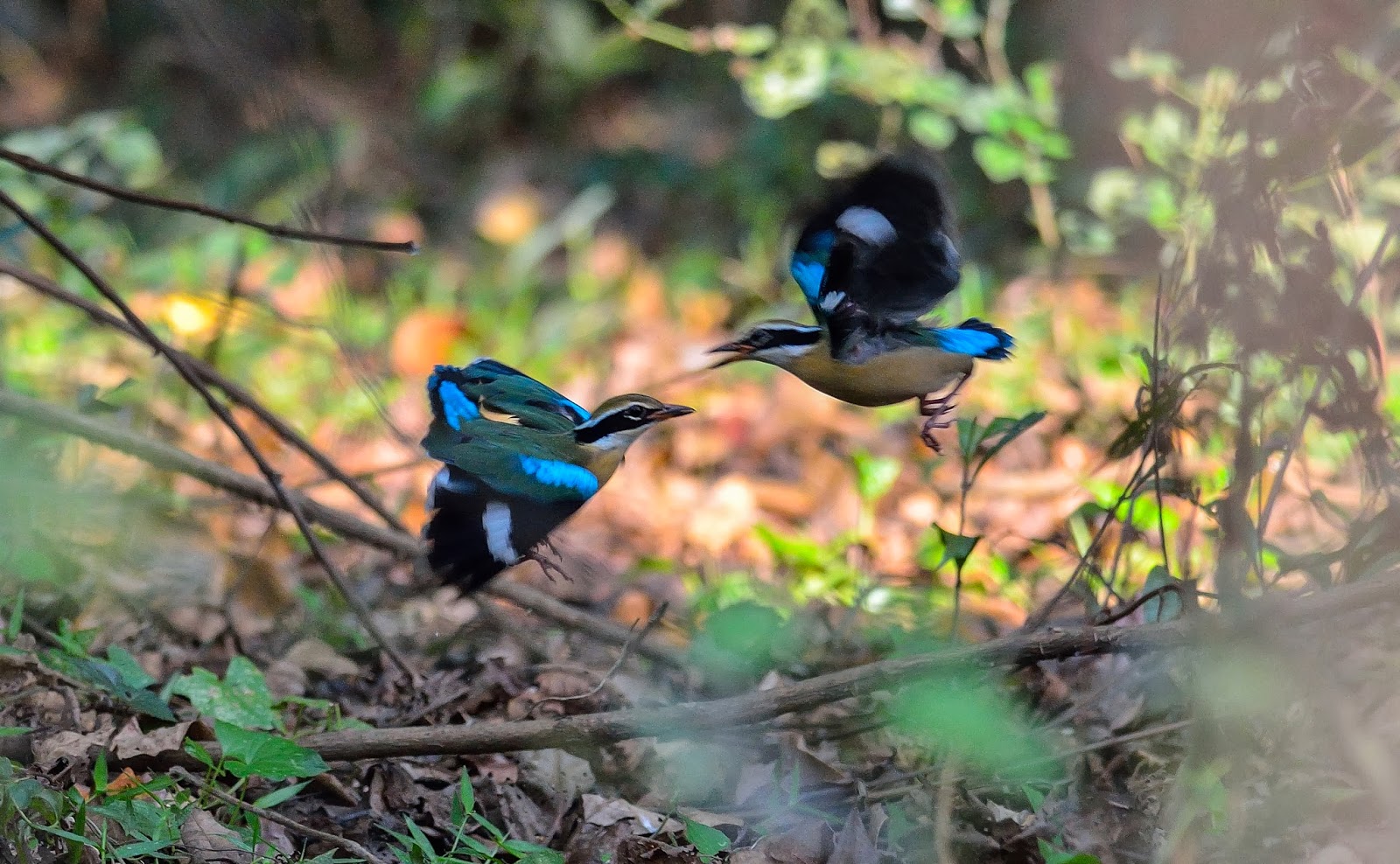 Indian Pitta, Tattekad-Salim Ali Bird Sanctuary, Cochin, Kerala