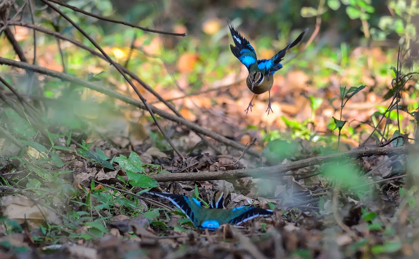 Indian Pitta, Tattekad-Salim Ali Bird Sanctuary, Cochin, Kerala