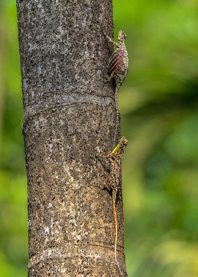 Male and Female on the new tree trunk