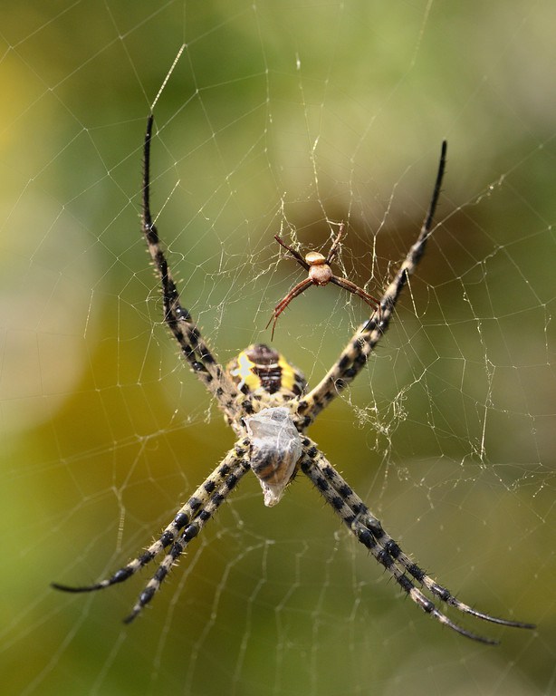 Signature spider, male and female