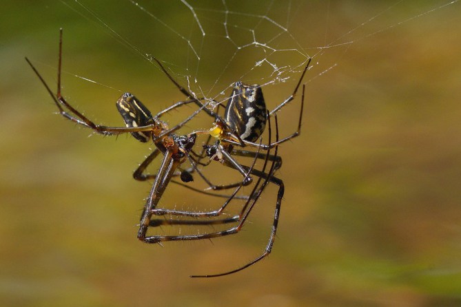 Long jawed spiders mating