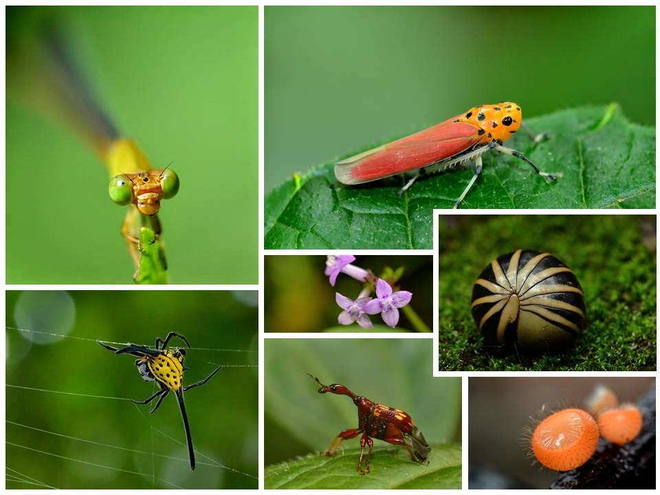 Macro life at Agumbe