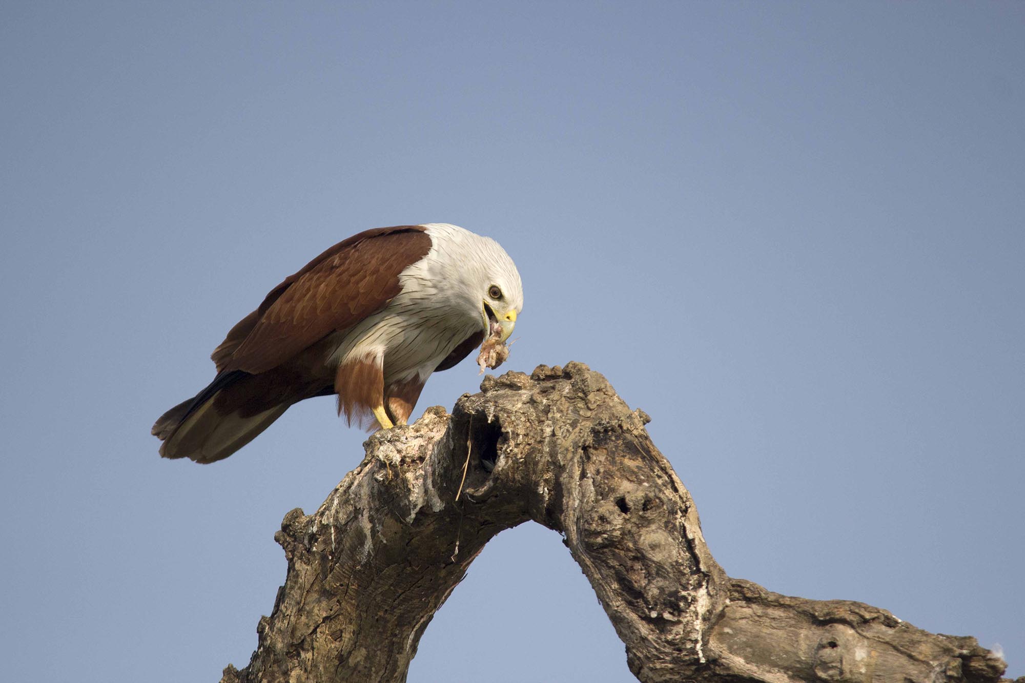 Brahminy Kite, Zuari river, Goa