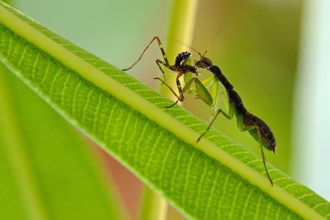 A large Praying mantis feeding on a smaller one