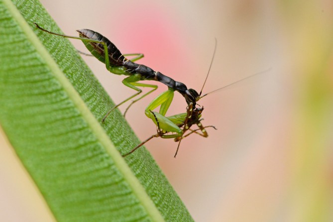A large Praying mantis feeding on a smaller one