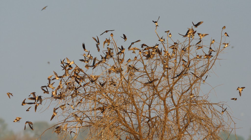 Barn Swallows taking off
