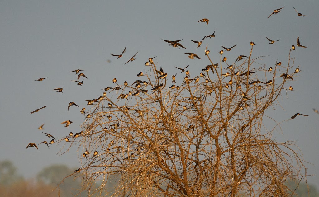 Barn Swallows settling down