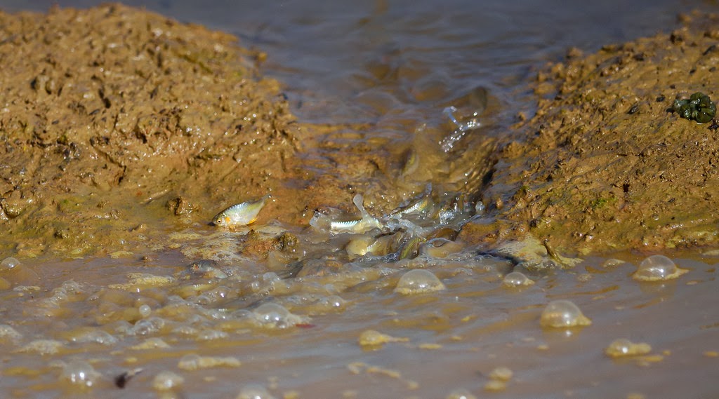 Swimming through narrow water creeks