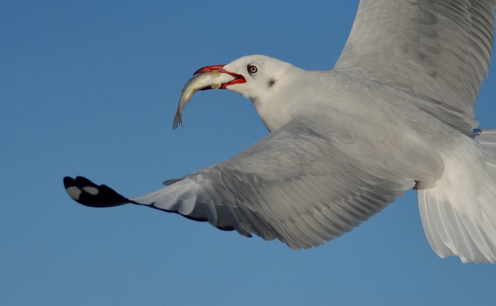 A Brown headed Gull with kill (Non-breeding plumage), Greater Rann of Kutch