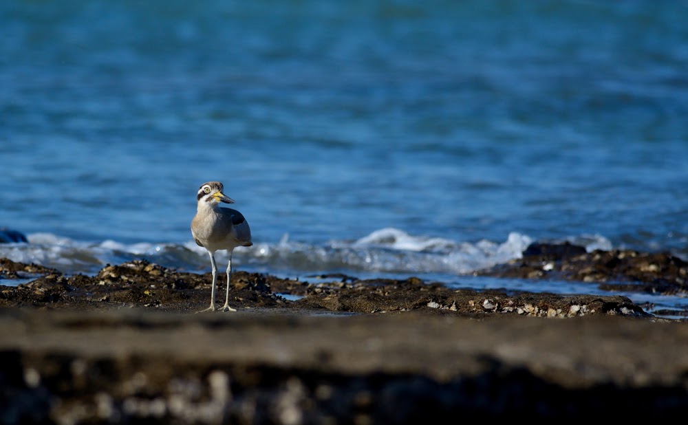 Eurasian Thick-knee, Greater Rann of Kutch