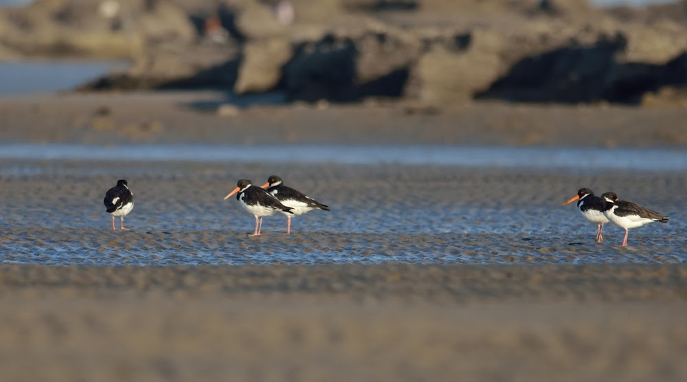  Greater Rann of Kutch