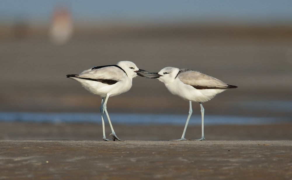  Greater Rann of Kutch