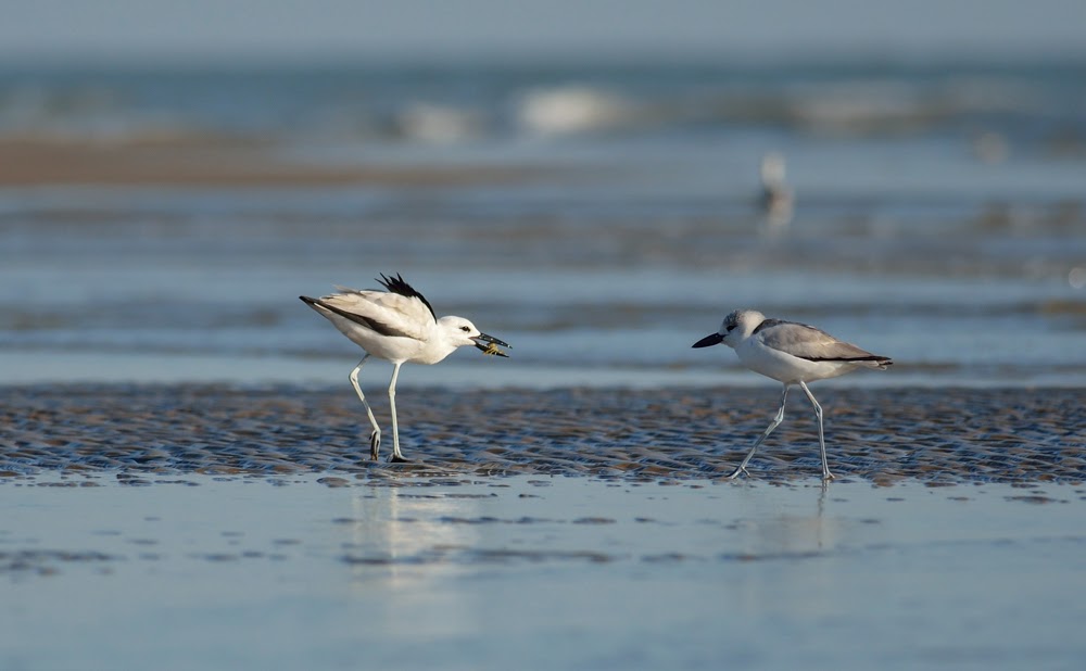  Greater Rann of Kutch