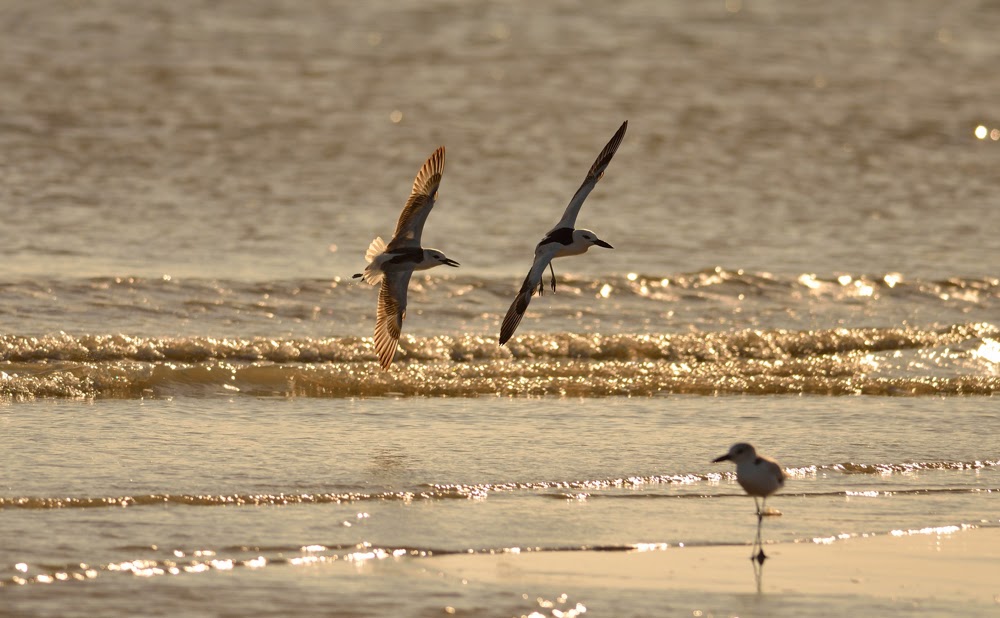  Greater Rann of Kutch