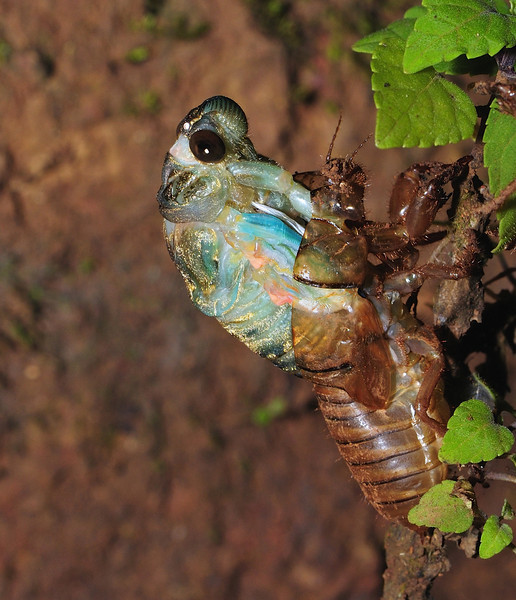 Cicada, Amboli