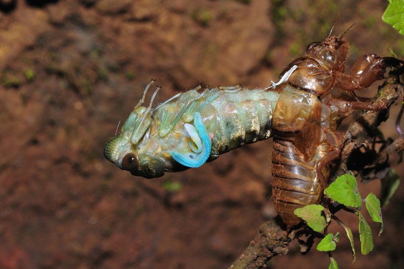 Cicada, Amboli