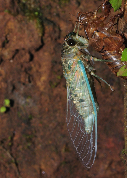 Cicada, Amboli