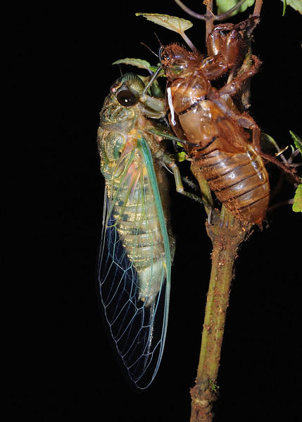 Cicada, Amboli