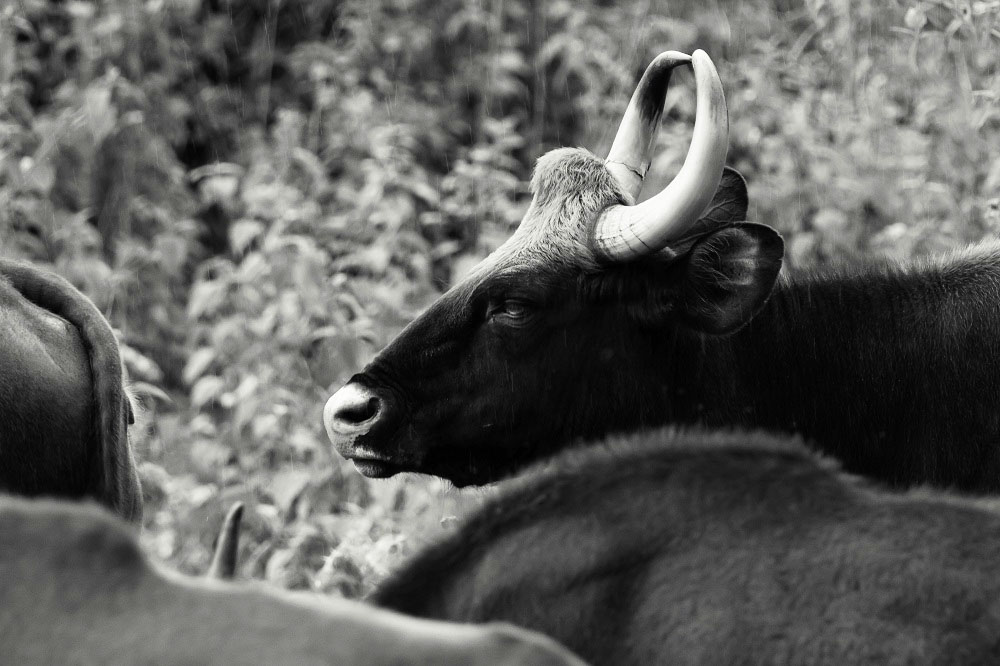 Indian Gaur, Bandipur National Park