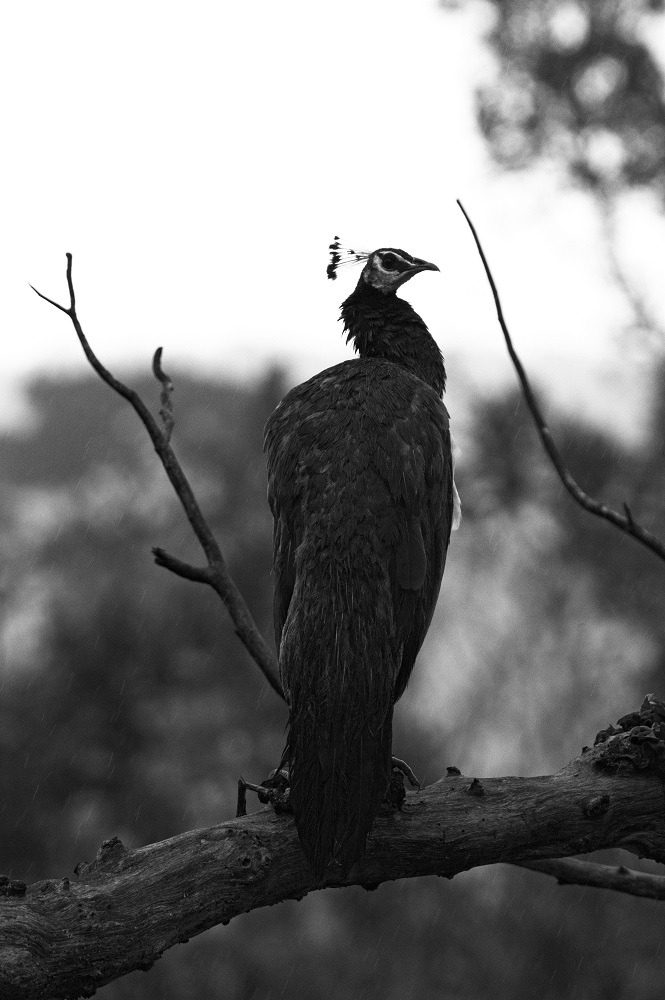 Pea fowl, Bandipur National Park