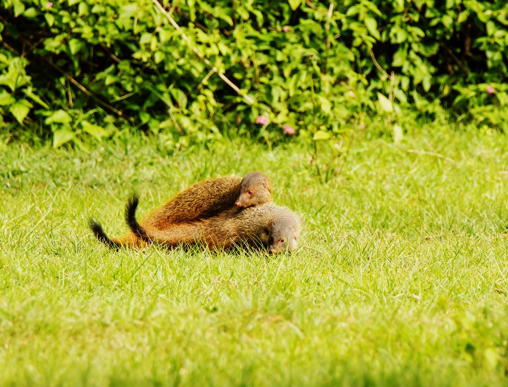 Stripe-necked Mongoose, Bandipur National Park