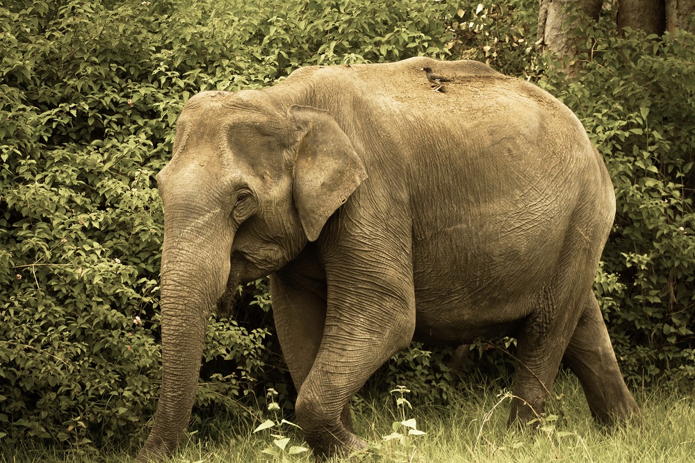Asian Elephant, Bandipur National Park