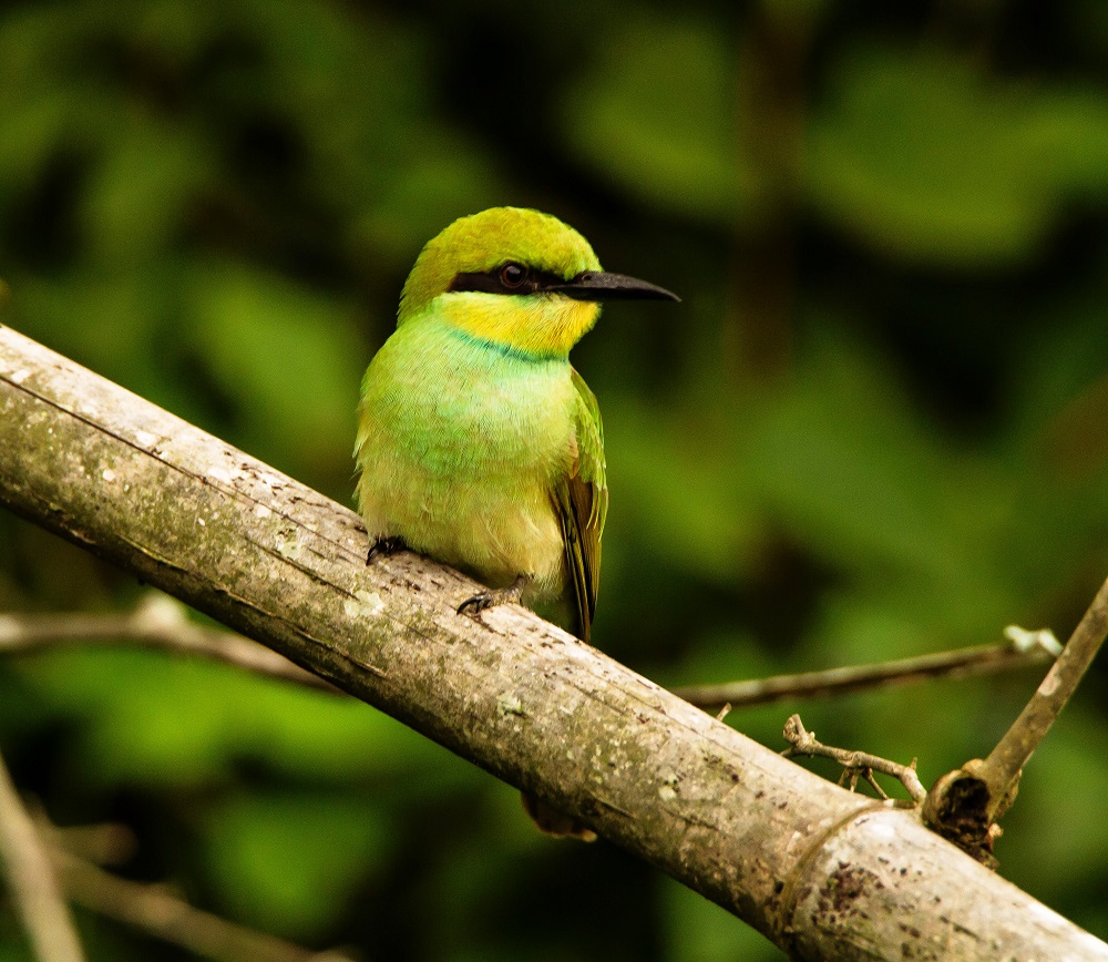 Green Bee Eater, Bandipur National Park