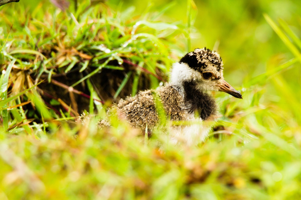 Red Wattle Lapwing, Bandipur National Park