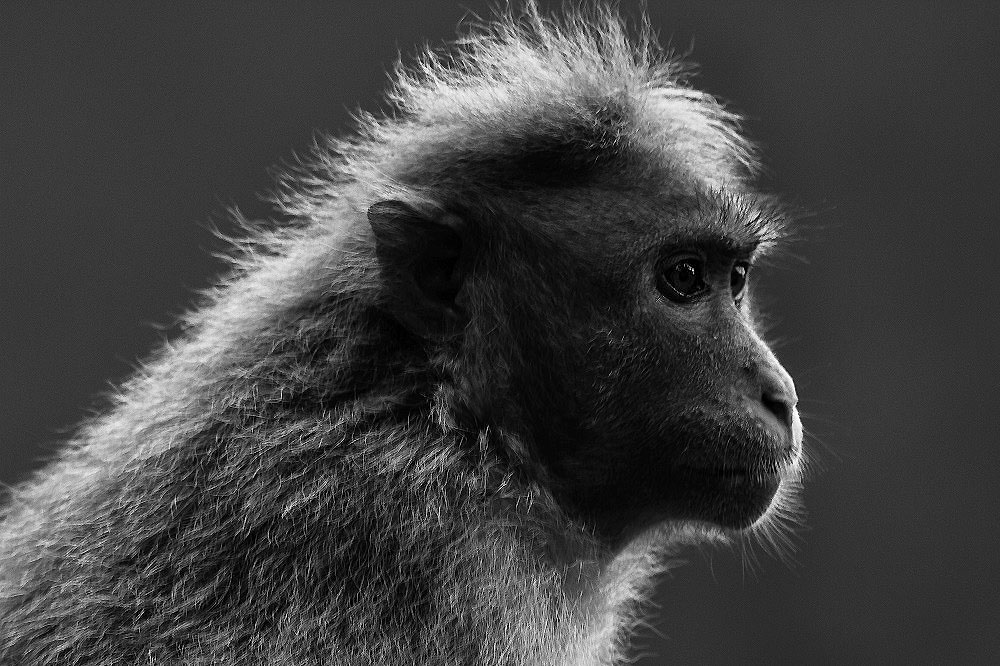Bonet Macaque,Bandipur National Park