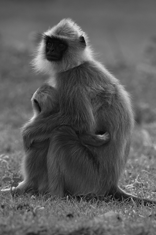 Hanuman Langur, Bandipur National Park