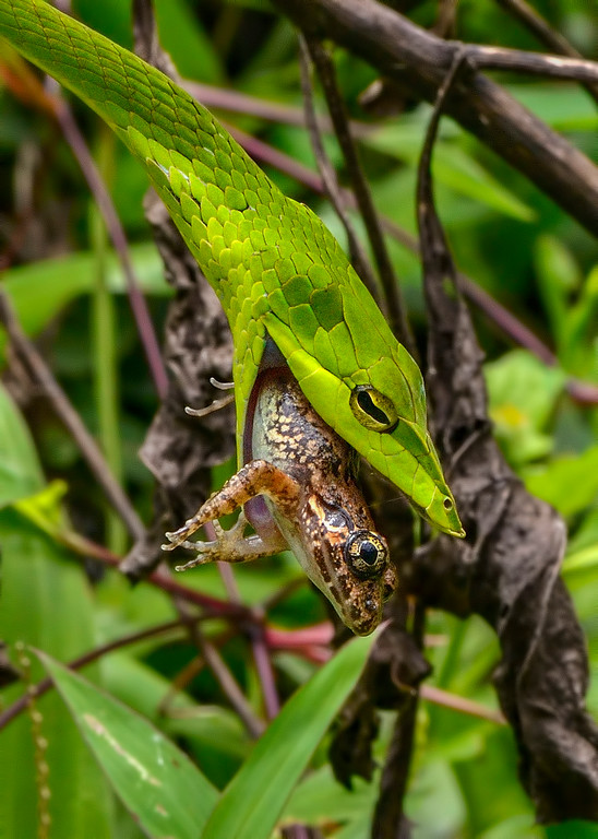 Green VIne Snake, Agumbe