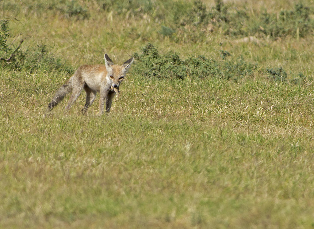 Desert Fox with kill, Tal Chhapar, Rajasthan