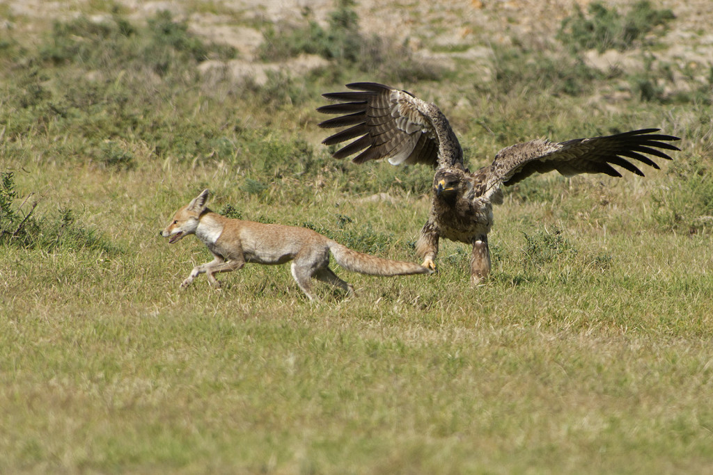 Tawny Eagle attacking Desert Fox, Tal Chhapar, Rajasthan