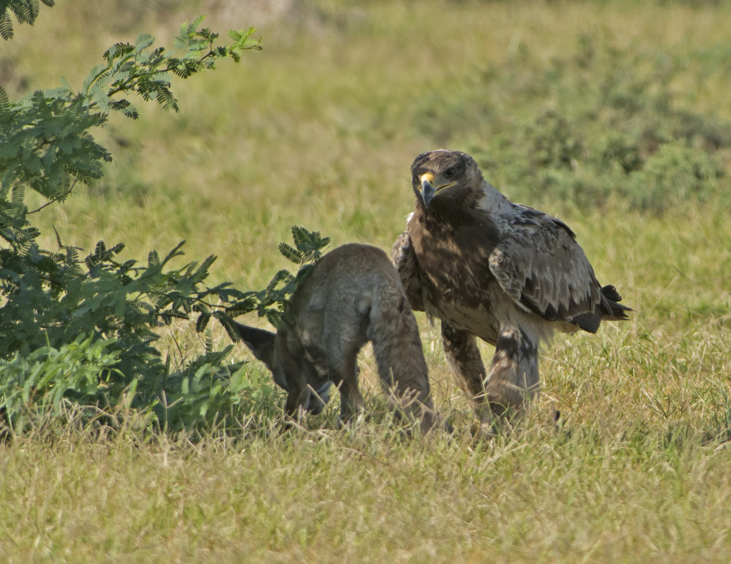 Tawny Eagle attacking Desert Fox, Tal Chhapar, Rajasthan