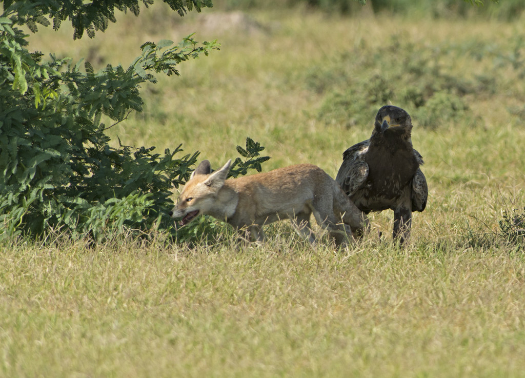Tawny Eagle attacking Desert Fox, Tal Chhapar, Rajasthan