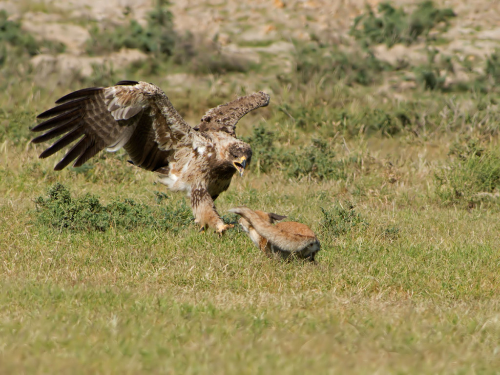 Tawny Eagle landed there, Tal Chhapar, Rajasthan