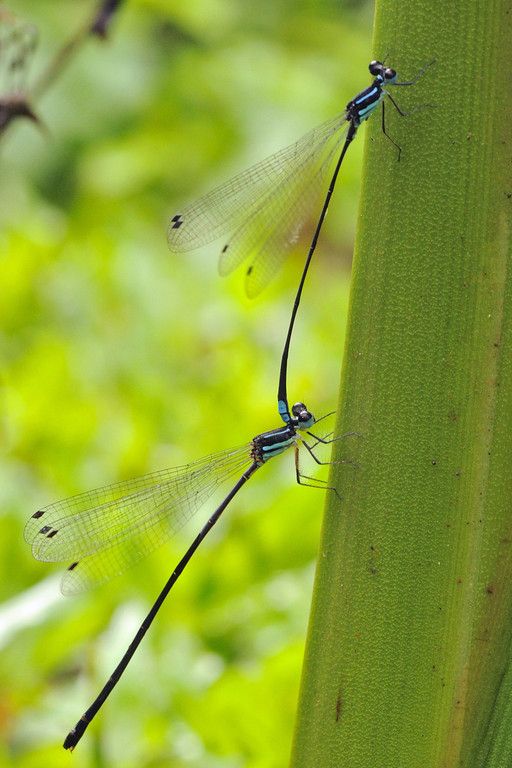 Courting Pair of Blue-tailed Damsel Flies, Agumbe