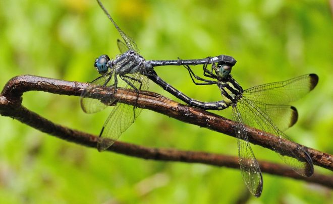 Mating Dragon Flies, Agumbe