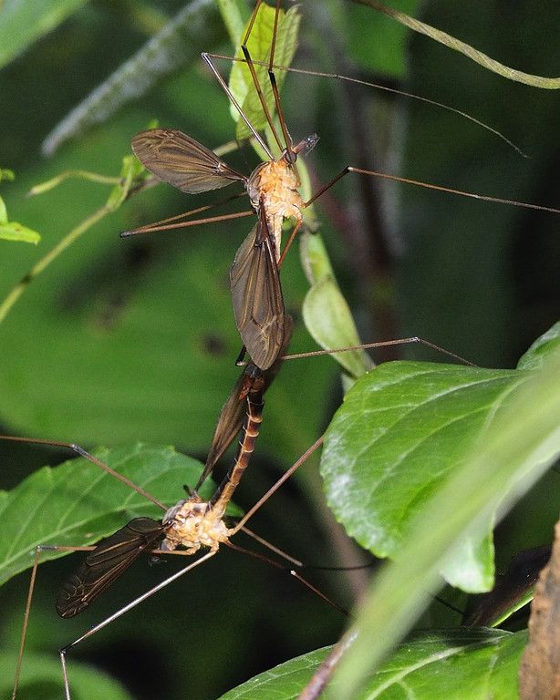 Mating Crane Flies, Agumbe