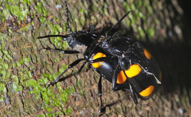 Mating pair of Beetles, Agumbe